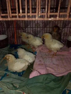 মুরগী