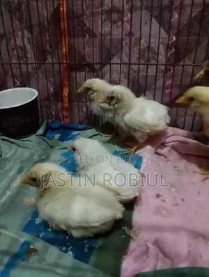 মুরগী