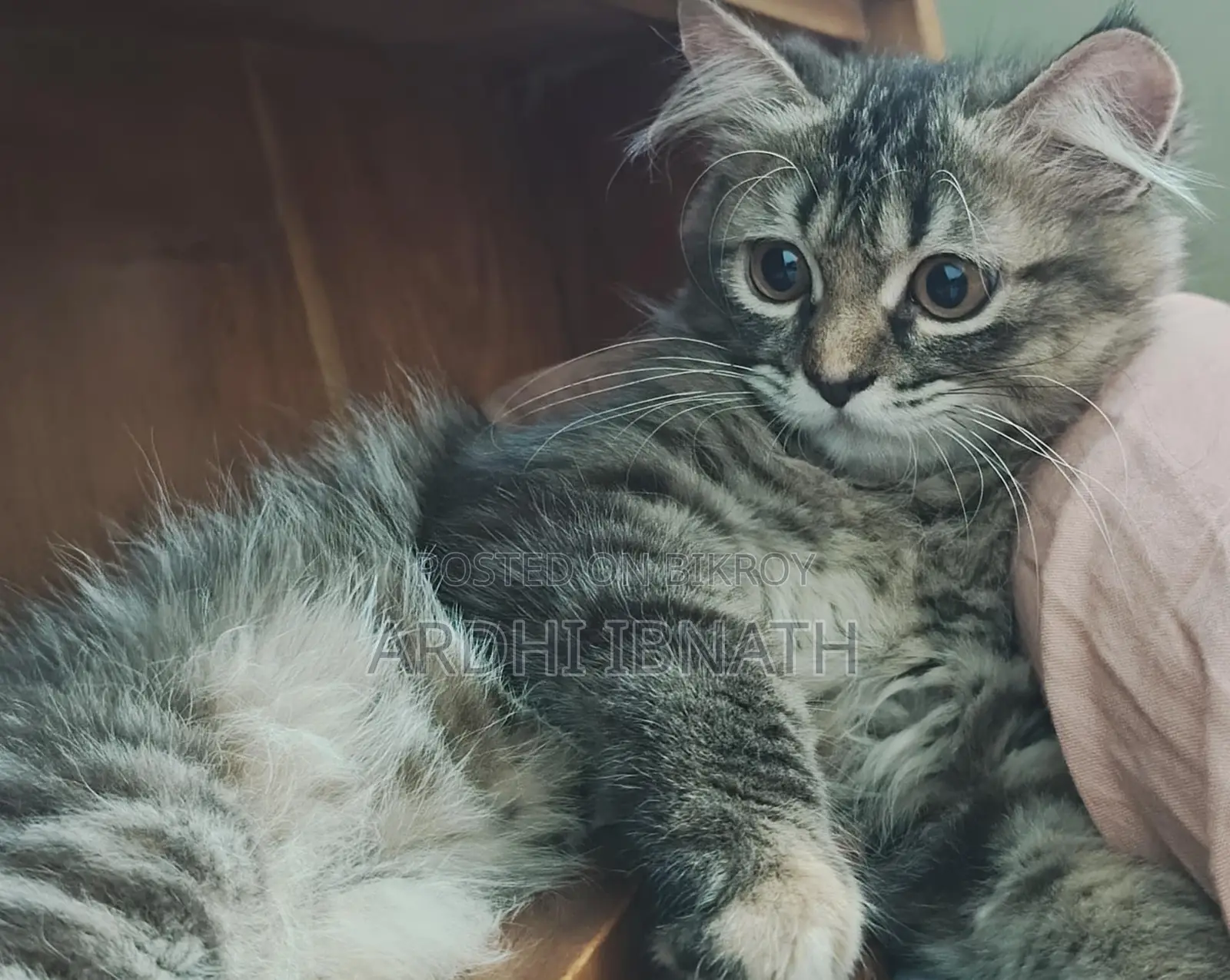 Pure Persian Doll Face Cat for Sale
