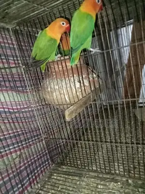 গ্রিন ফিশার মাস্টার পেয়ার