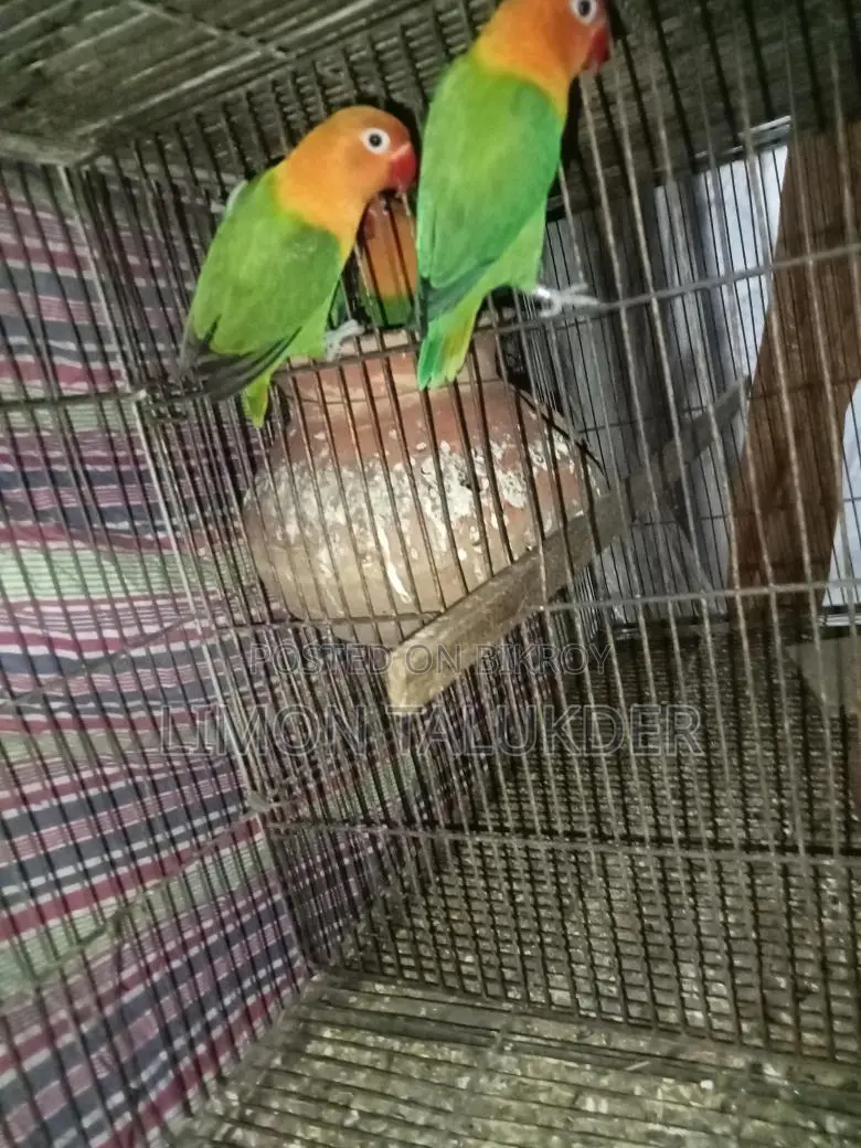গ্রিন ফিশার মাস্টার পেয়ার