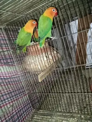 গ্রিন ফিশার মাস্টার পেয়ার