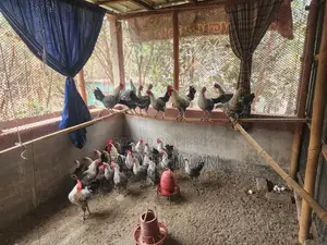 Running egg-laying Fayoumi chickens