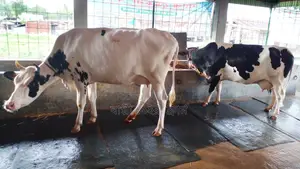 ১০৩১নং পোষার জন্য ভালো জাতের ২টি গাভী কিনুন।