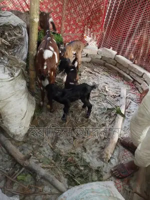 ৩টি বাচ্চা সহ মা ছাগল বিক্রি হবে