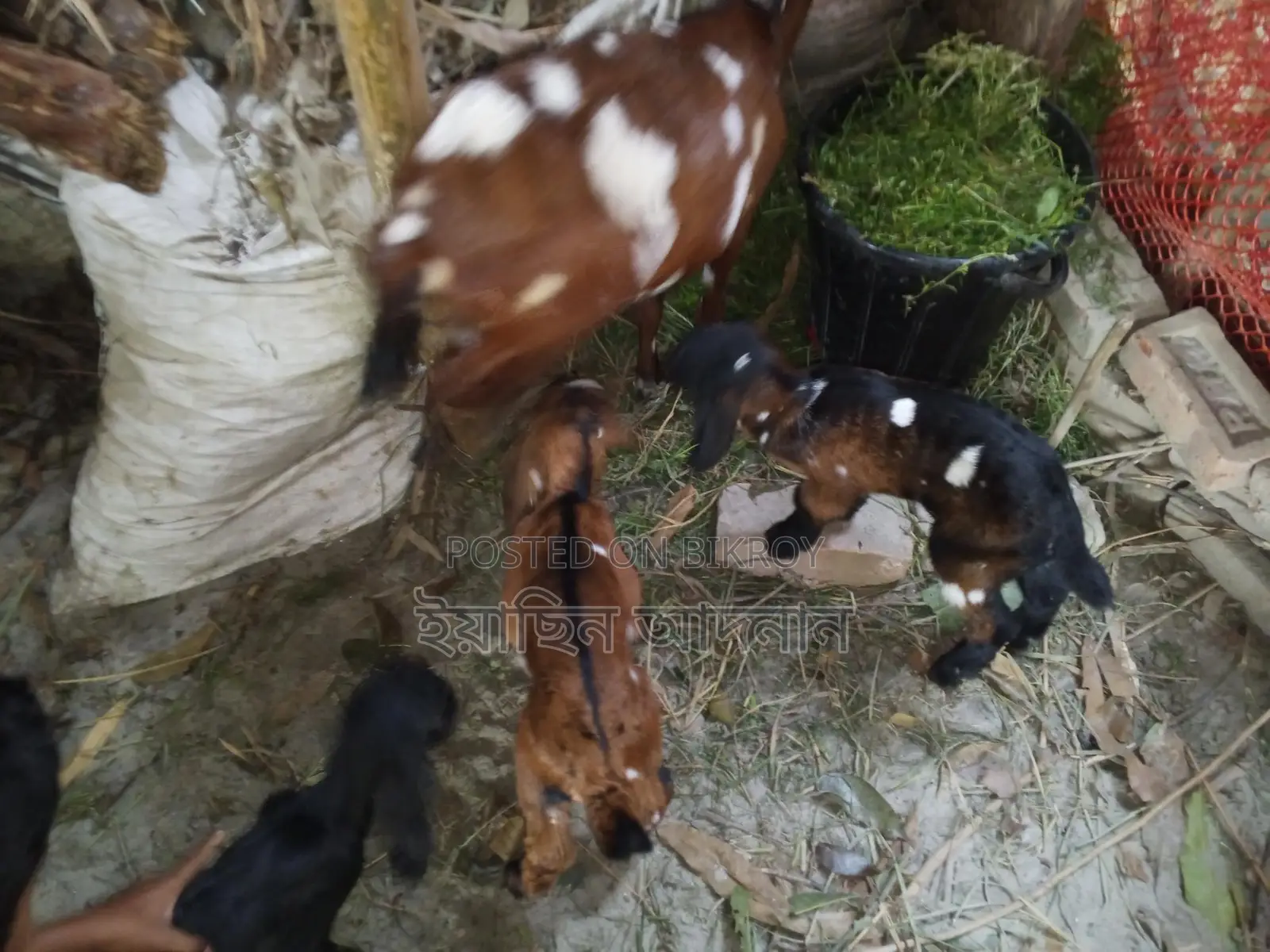 ৩টি বাচ্চা সহ মা ছাগল বিক্রি হবে