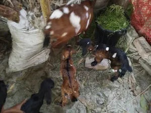 ৩টি বাচ্চা সহ মা ছাগল বিক্রি হবে