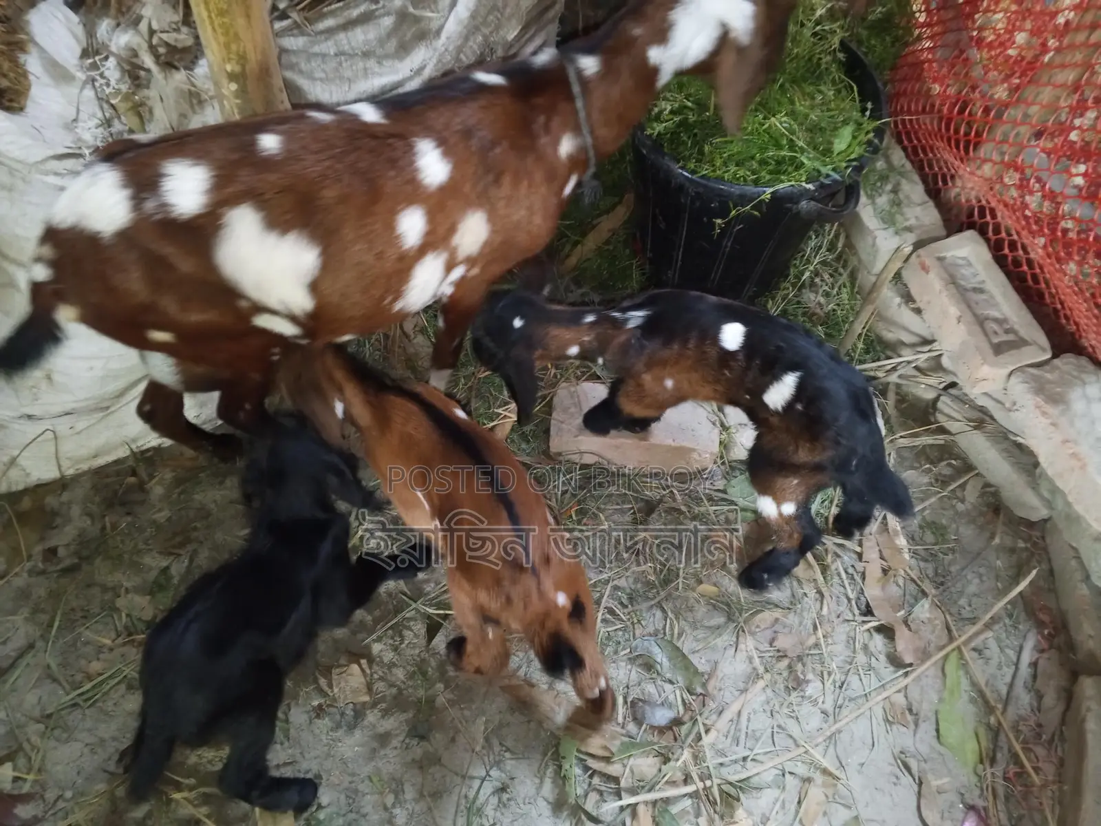 ৩টি বাচ্চা সহ মা ছাগল বিক্রি হবে