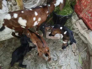 ৩টি বাচ্চা সহ মা ছাগল বিক্রি হবে