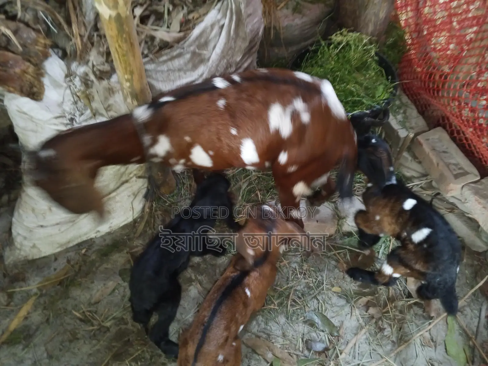 ৩টি বাচ্চা সহ মা ছাগল বিক্রি হবে