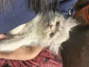 পার্সিয়ান লং ফার ফিমেল কিটেন বিক্রয়