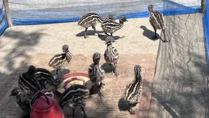 ইমু পাখির বাচ্চা এখন এবেল