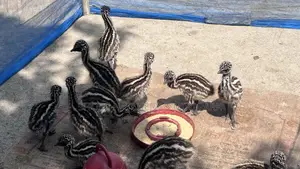 ইমু পাখির বাচ্চা এখন এবেল