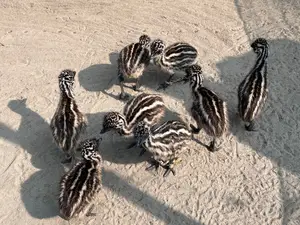 ইমু পাখির বাচ্চা এখন এবেল