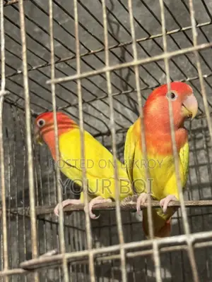 Lutino opaline lovebird