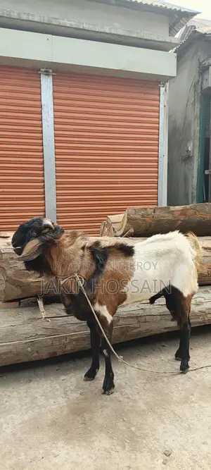 পাঠা ছাগল বিক্রি করবো