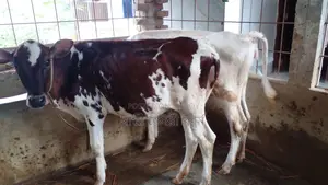 ১০৪৭নং ন্নত জাতের ২টি বকনা বিক্রয় হবে।