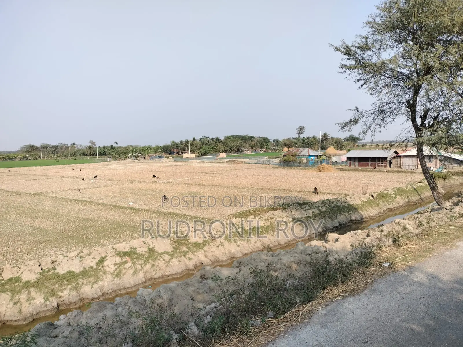 4 Bigha Clear Title Land for Sale