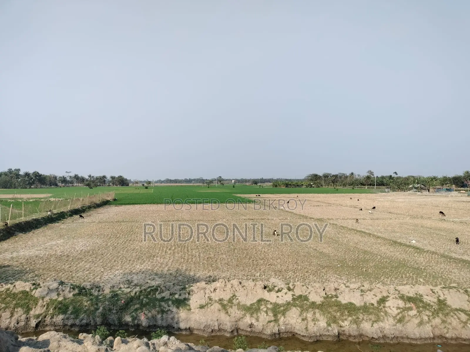 4 Bigha Clear Title Land for Sale