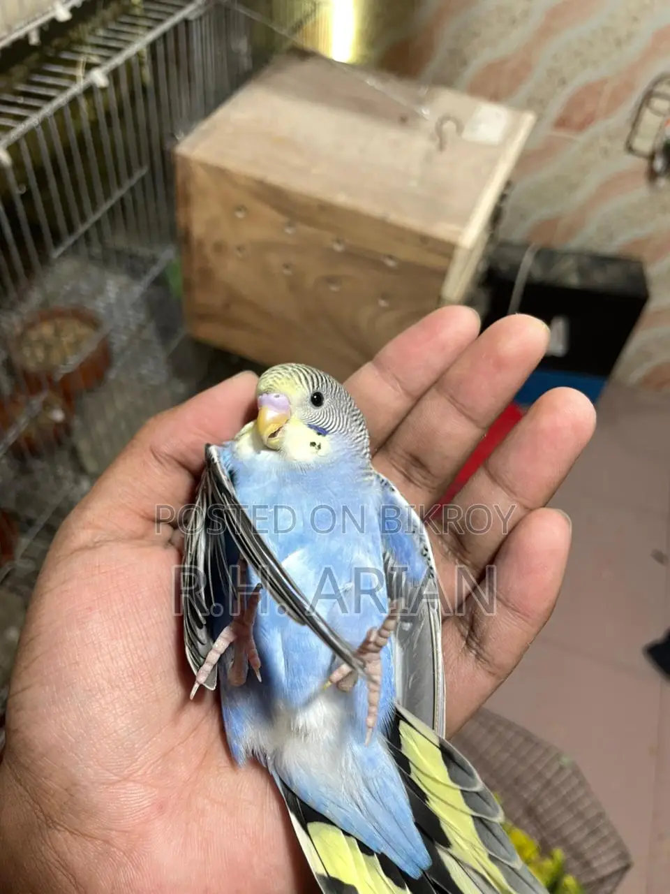 Budgerigar