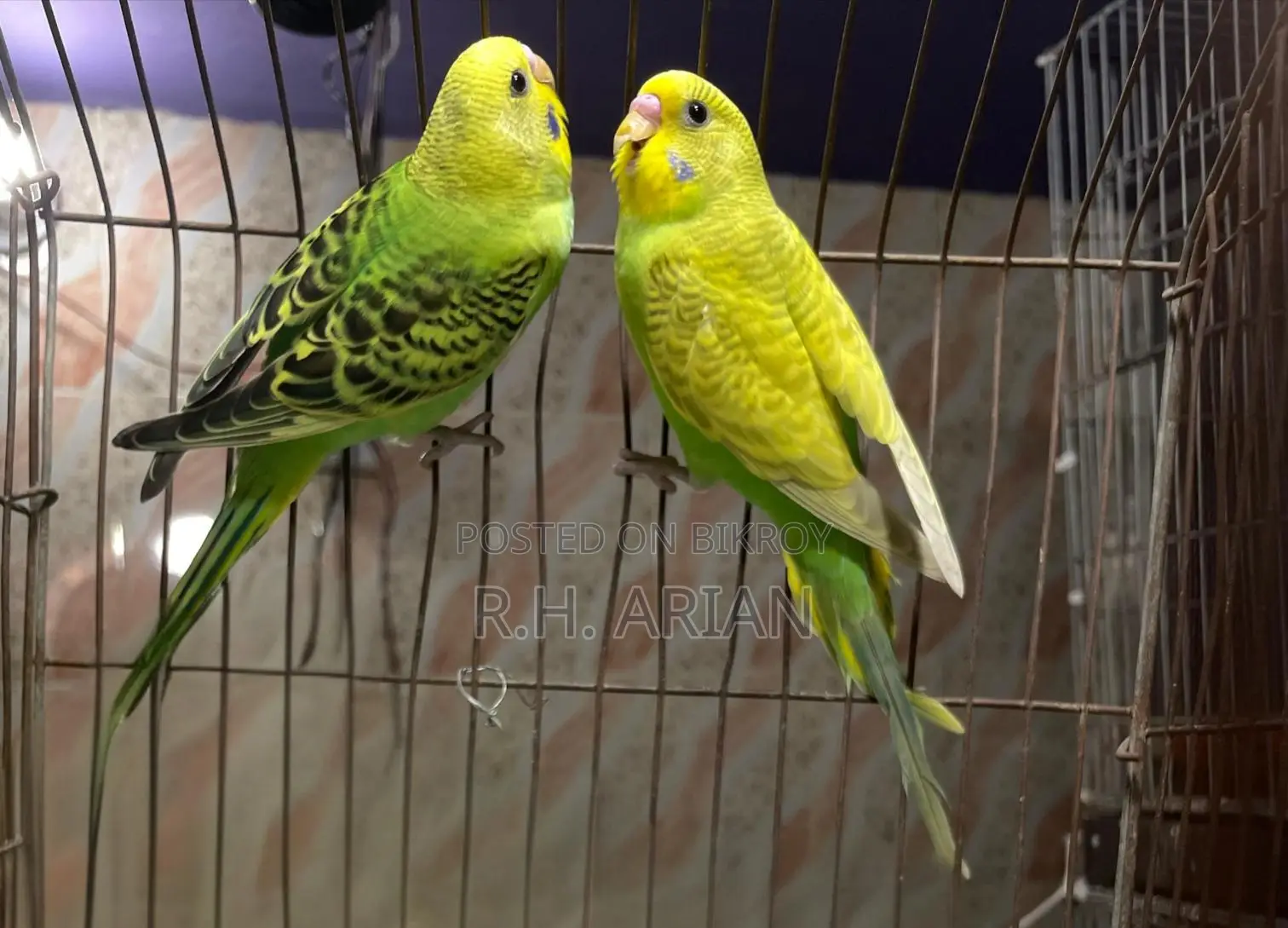 Budgerigar