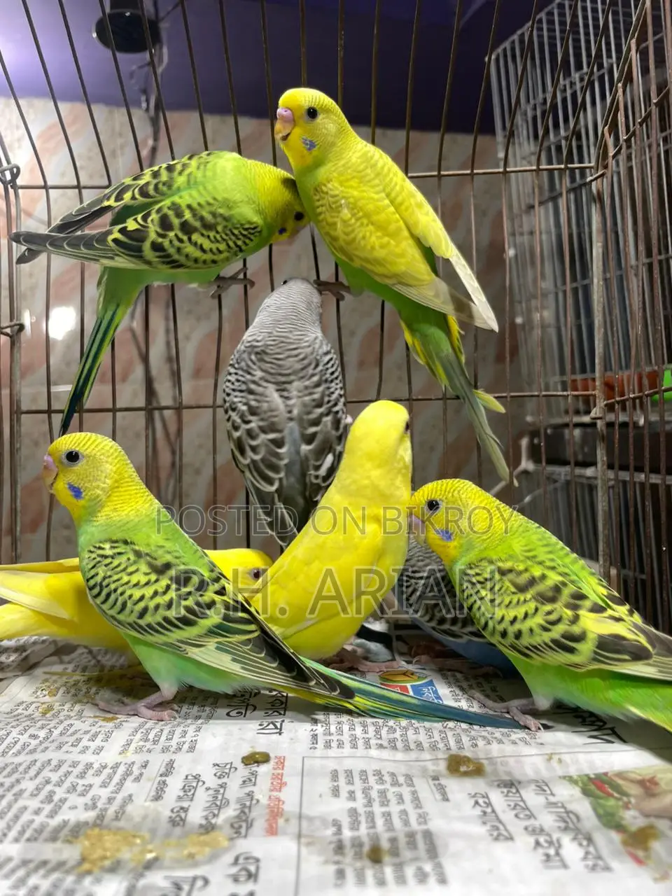 Budgerigar