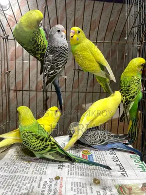 Budgerigar