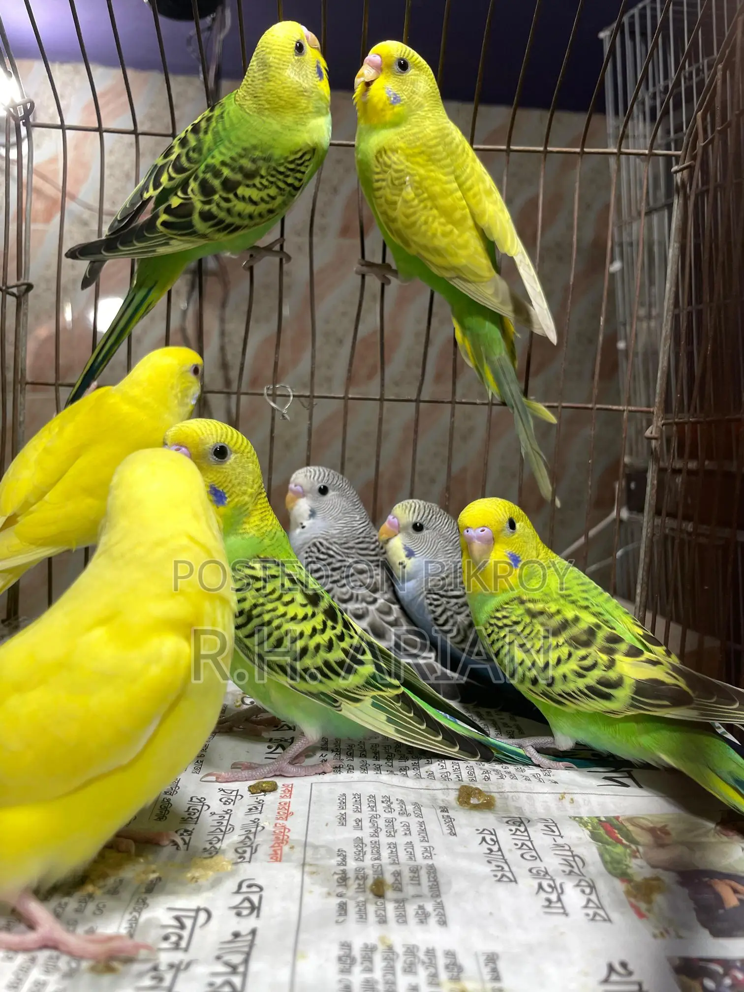 Budgerigar