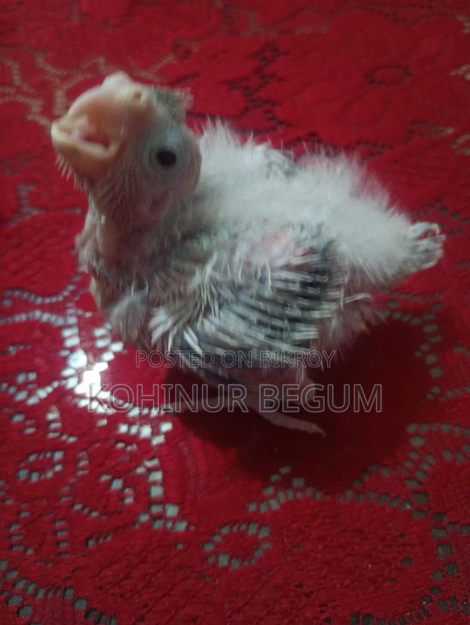 ককাটেল হ্যান্ড ফিড