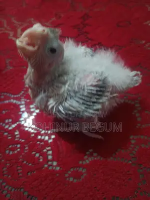 Cockatiel hand feed