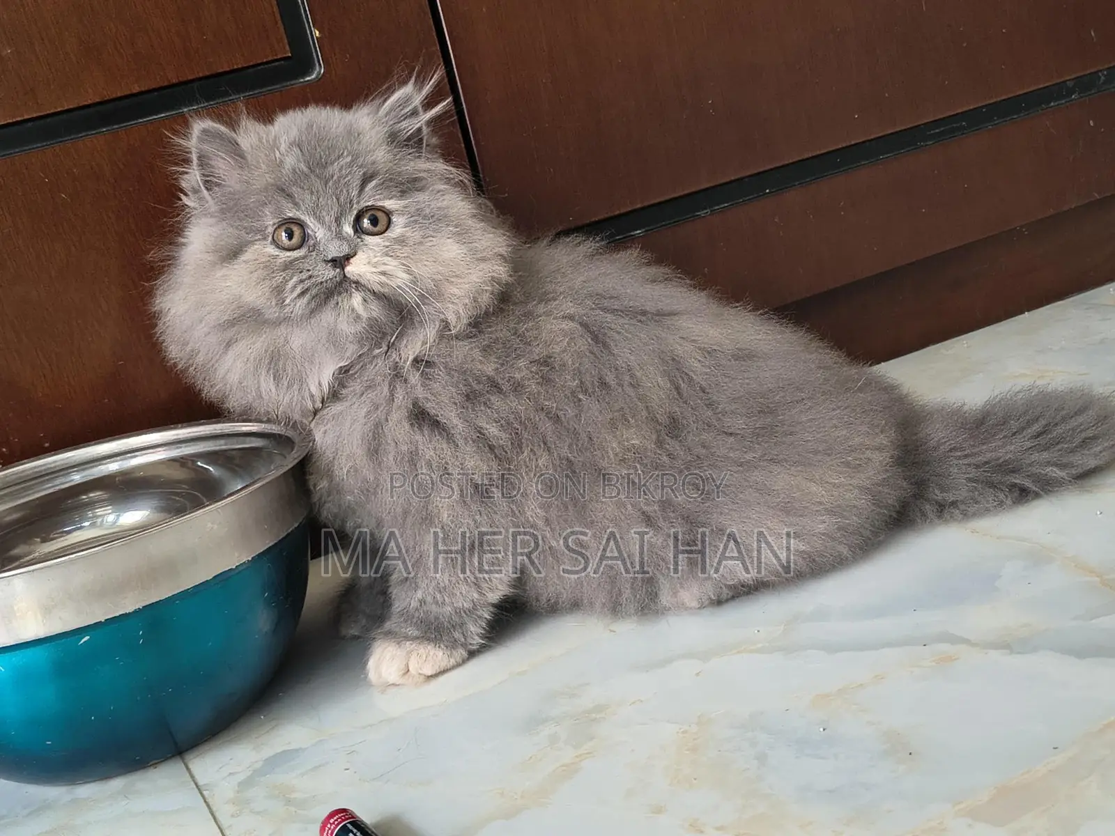 Pure Breed Persian