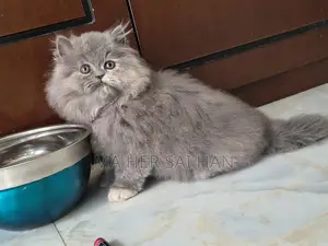 Pure Breed Persian
