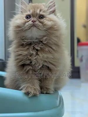 Pure Breed Persian
