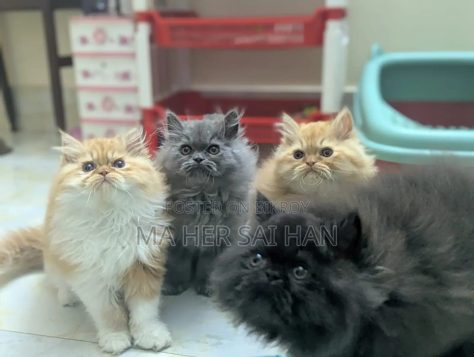Pure Breed Persian