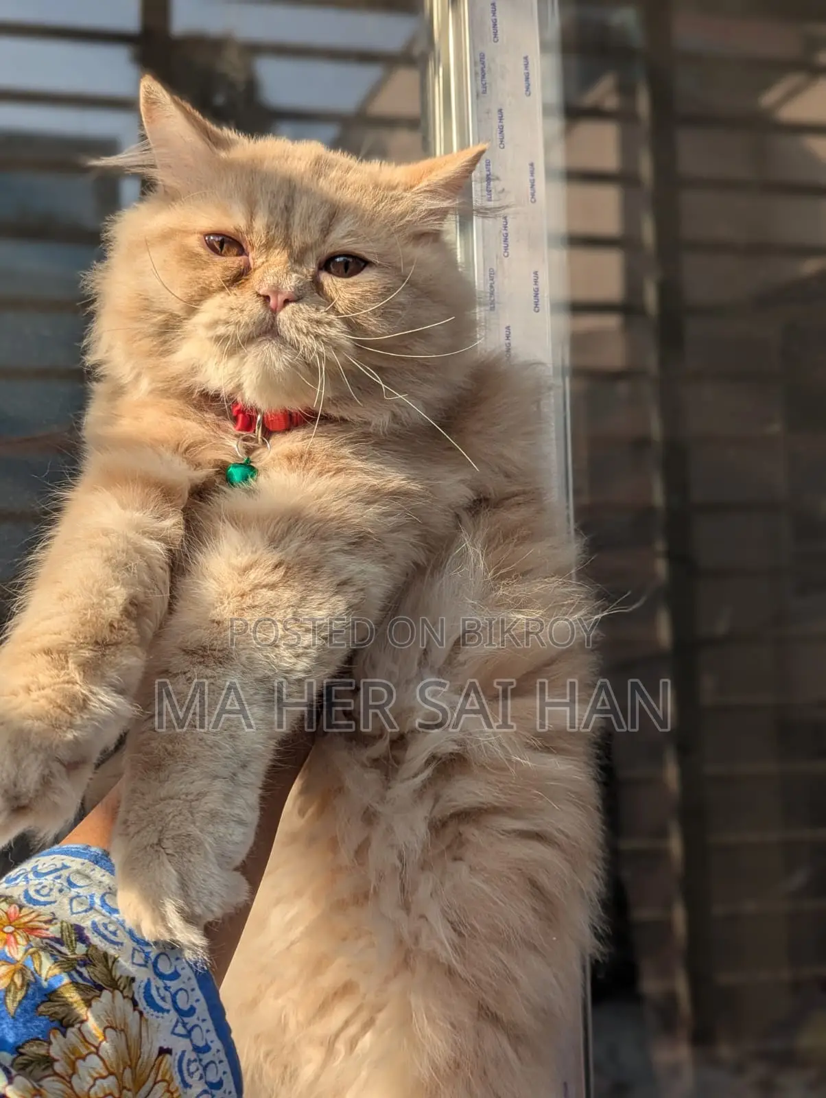 Pure Breed Persian