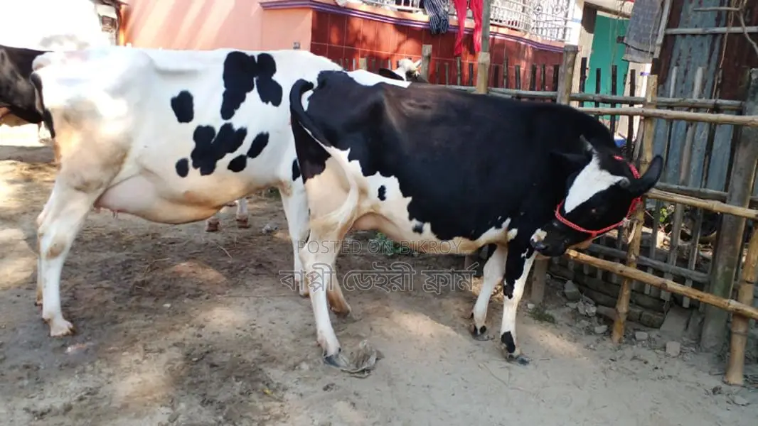 ১০৭৬ নং ২টি গাভী গরু কিনুন ভালো জাতের।