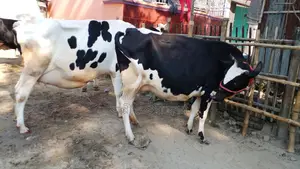 ১০৭৬ নং ২টি গাভী গরু কিনুন ভালো জাতের।