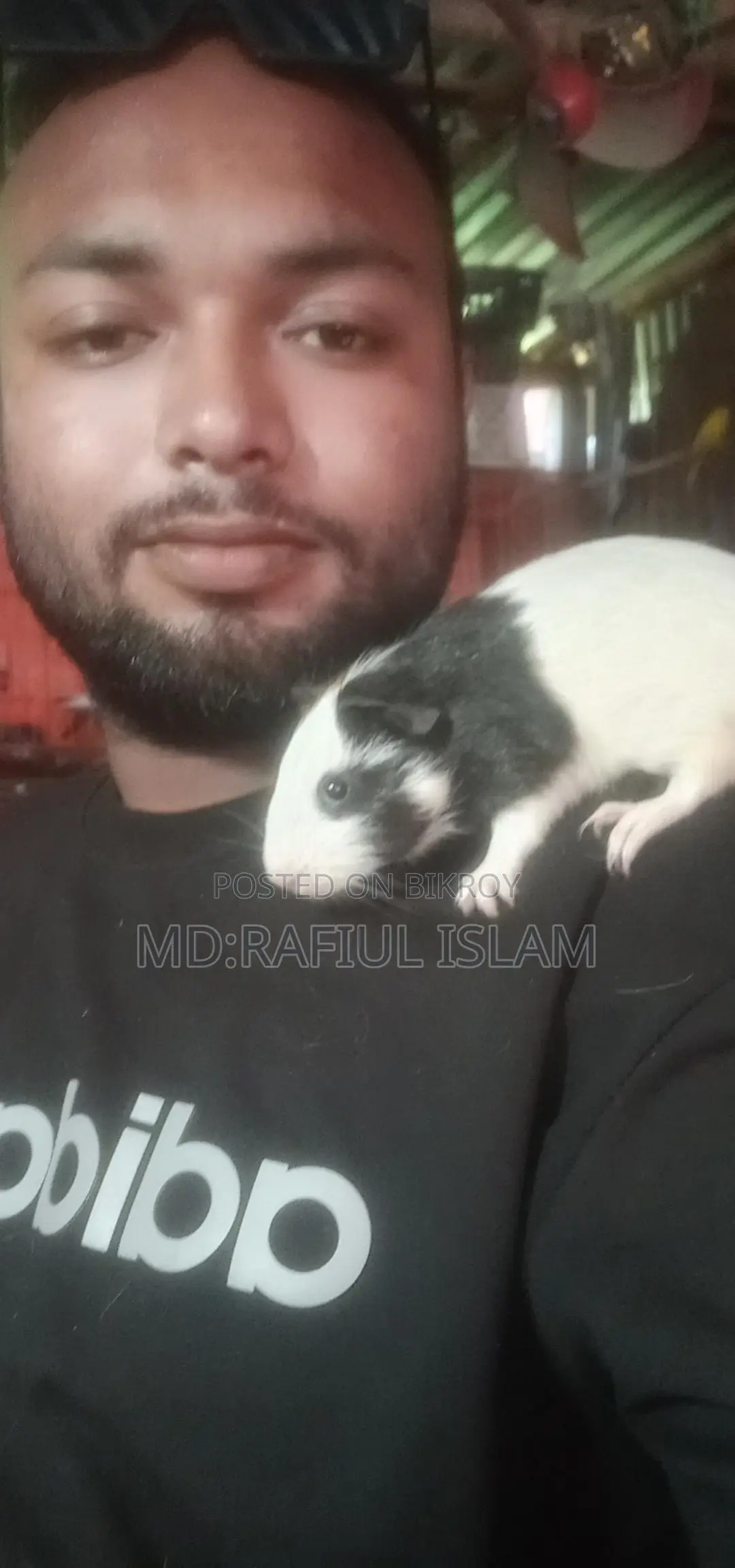 Guinea pigs