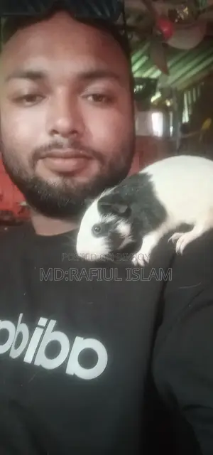 Guinea pigs