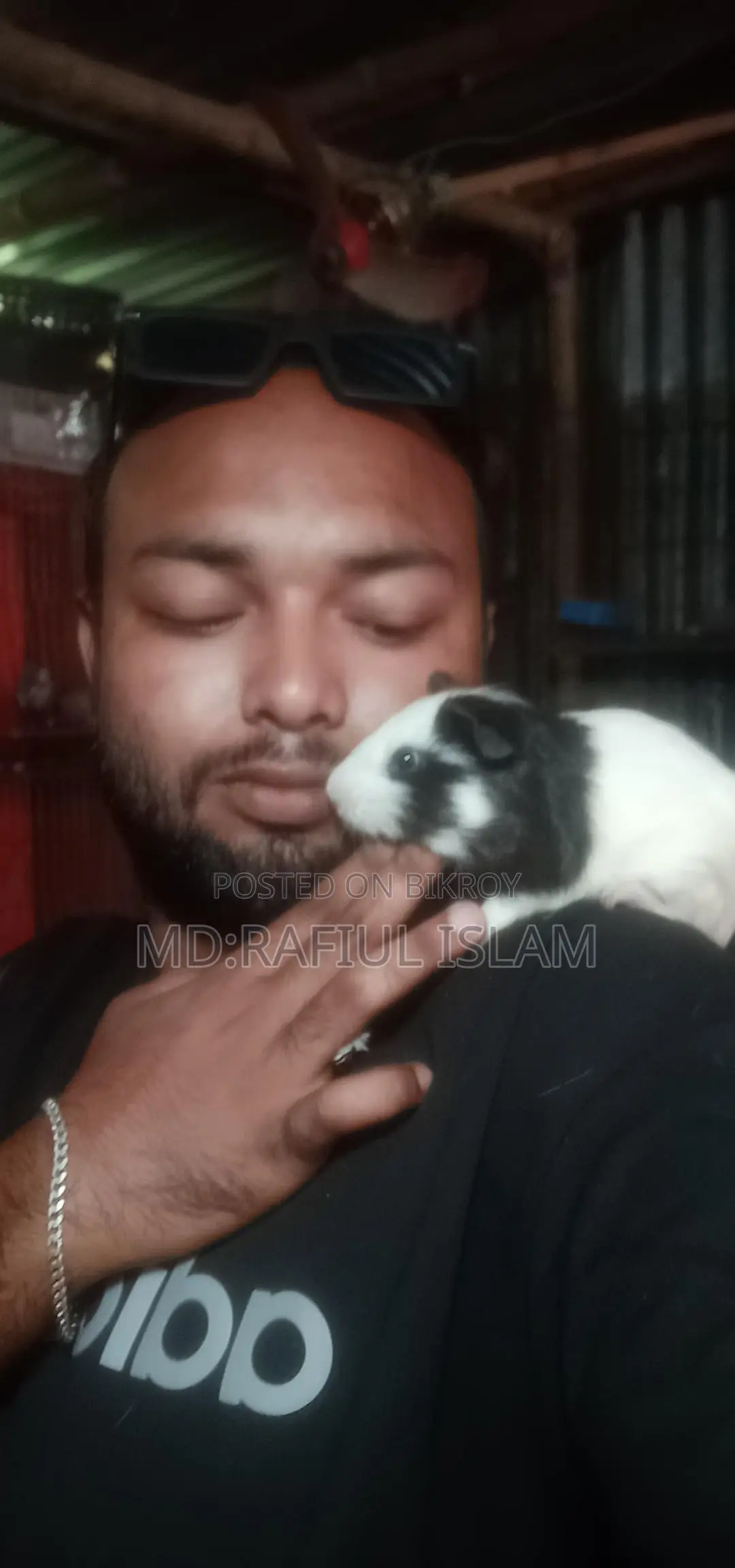 Guinea pigs