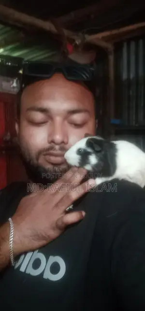 Guinea pigs