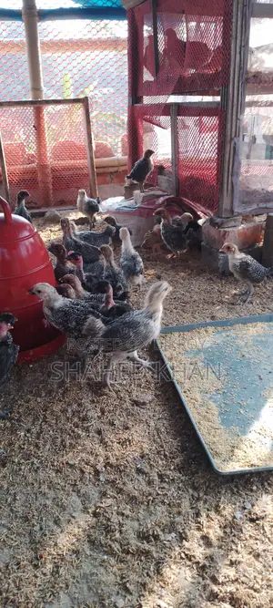 মিশরি ফাওমি এর বাচ্চা বিক্রি হবে