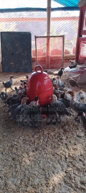 মিশরি ফাওমি এর বাচ্চা বিক্রি হবে