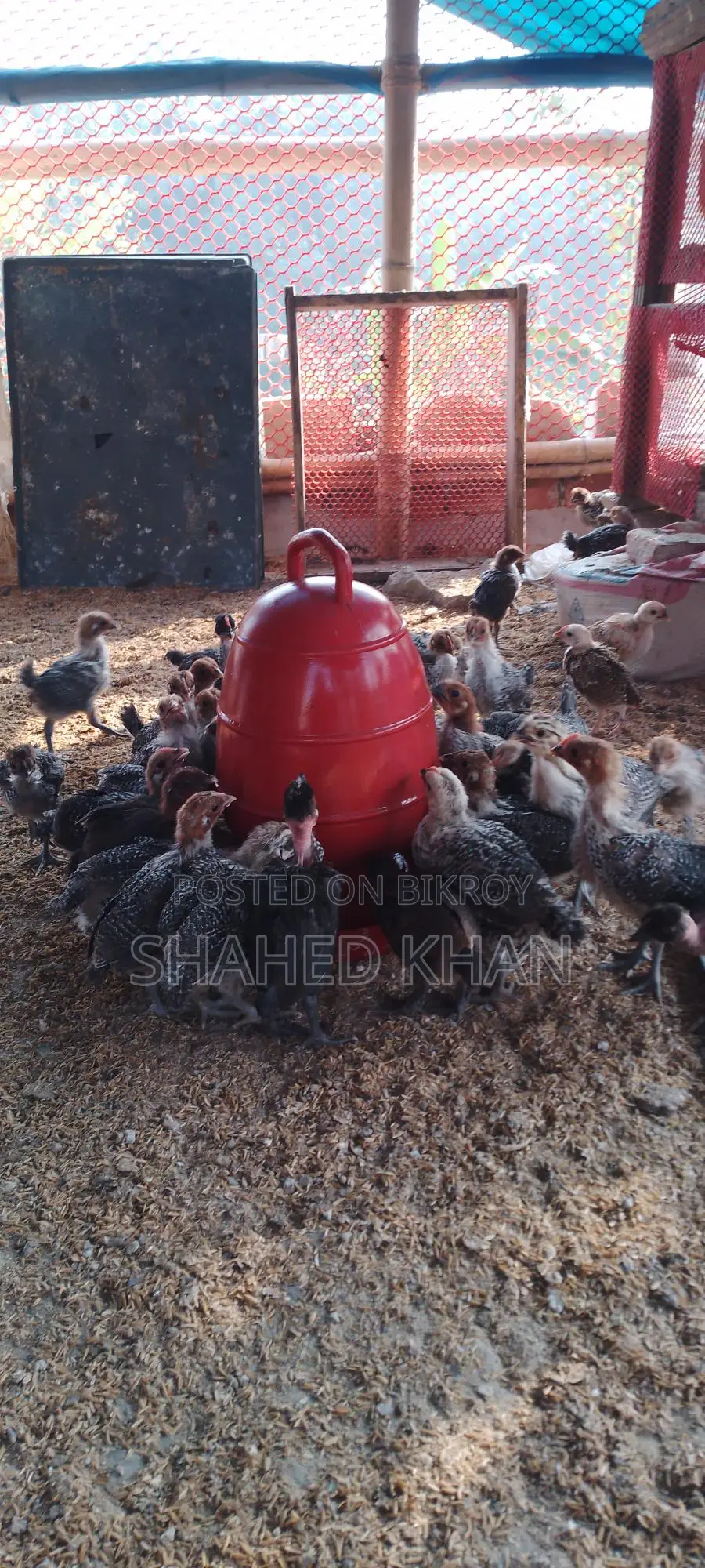 মিশরি ফাওমি এর বাচ্চা বিক্রি হবে