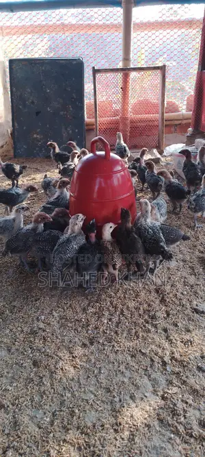 মিশরি ফাওমি এর বাচ্চা বিক্রি হবে