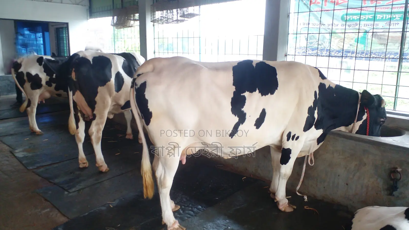 3 Cows for Sale (ID: 1052)