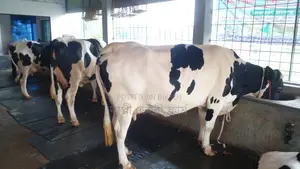 3 Cows for Sale (ID: 1052)