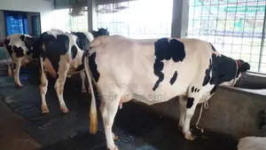 3 Cows for Sale (ID: 1052)