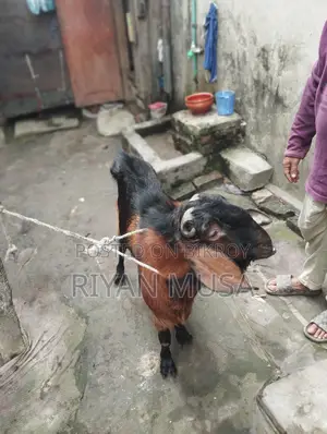 এই ছাগল বিক্রি করা হবে