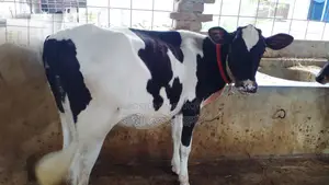 উন্নত জাতের বকনা বাছুর গরু।(১০৬৩ নং )